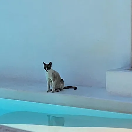 Elli Tropical Luxury Sunset-infinity Pool- Sea Side-near Center Parking Lejlighedshotel Mykonos Town